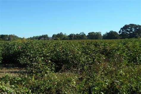 Southern agriculture - The overall objective of SARE is to position agricultural communities so the most sustainable approaches available permeate U.S. agriculture. Every day, farmers and …